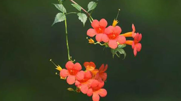 How to take care of Chinese trumpet vine