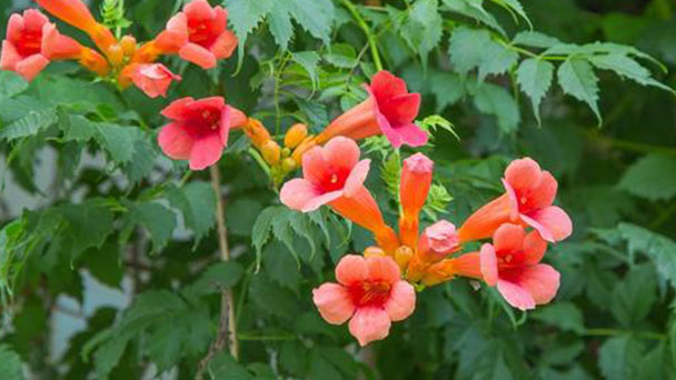 How to grow Chinese trumpet vine