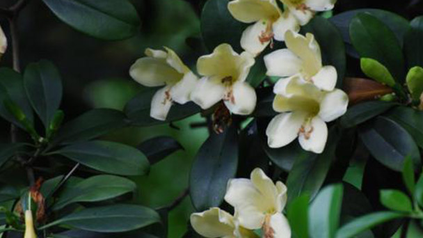 Perfume Flower Tree profile