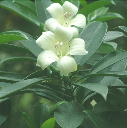 Perfume Flower Tree