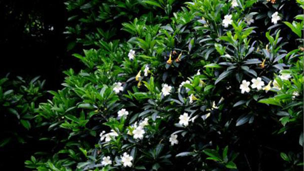 Propagation methods of Perfume Flower Tree