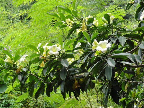 Perfume Flower Tree 
