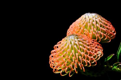 Pincushion flower