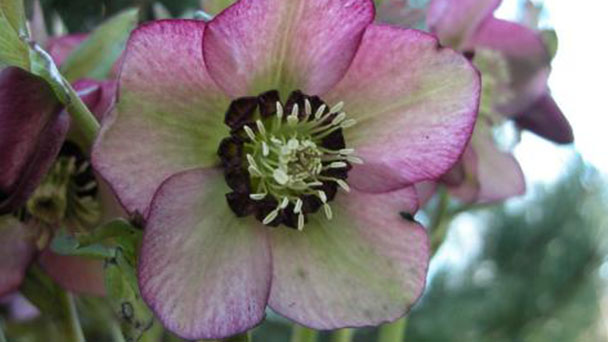 How to grow and care for Tibetan hellebore