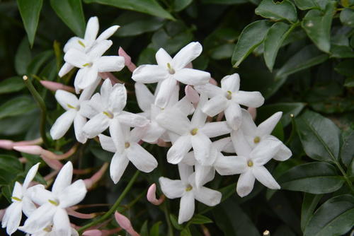  White Jasmine 