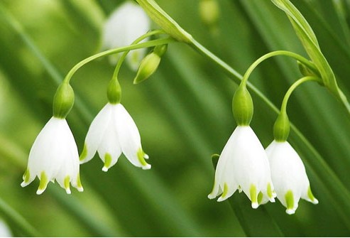 Lily of the Valley