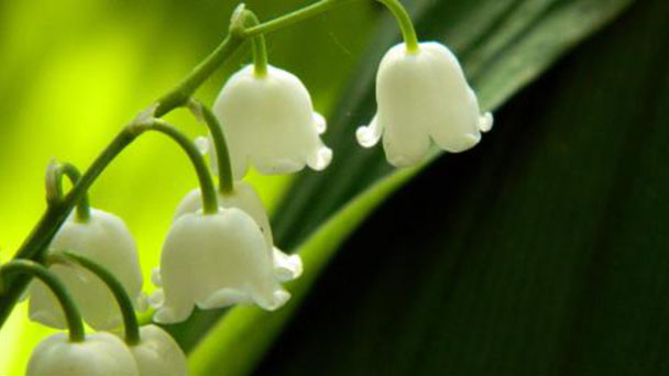 How to grow and care for Lily of the valley