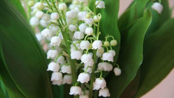 Propagation methods of Lily of the valley