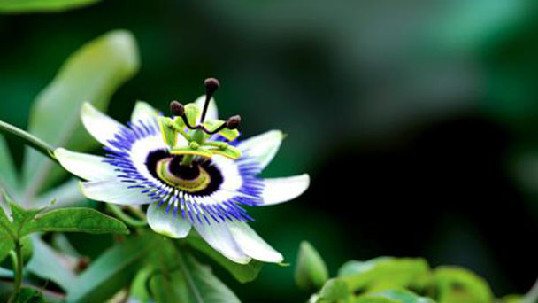 Propagation methods of Passion flowers