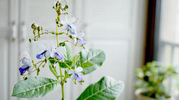 How to propagate butterfly pea