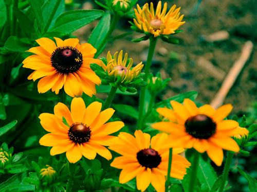 Mexican sunflowers 
