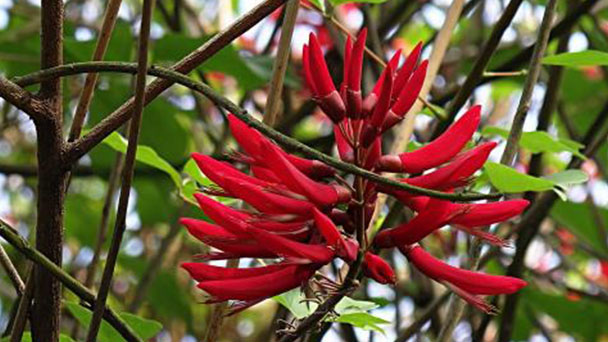 How to grow and care for Coral Tree