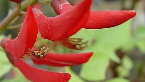 How to propagate Coral Tree