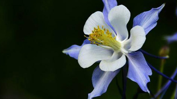 How to grow and care for Green Columbines