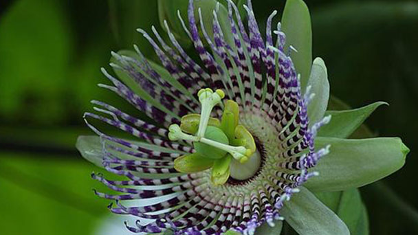 How to grow and care for Passion flowers