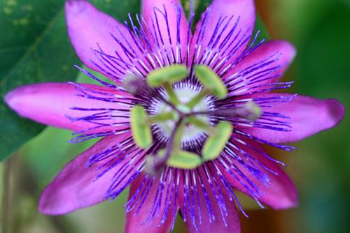Passion flowers