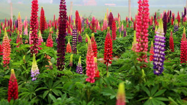 How to grow and care for Smallflower Lupine