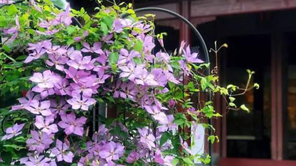 Asian Virginsbower (Clematis Florida) Profile: Plant Facts & Care Guide