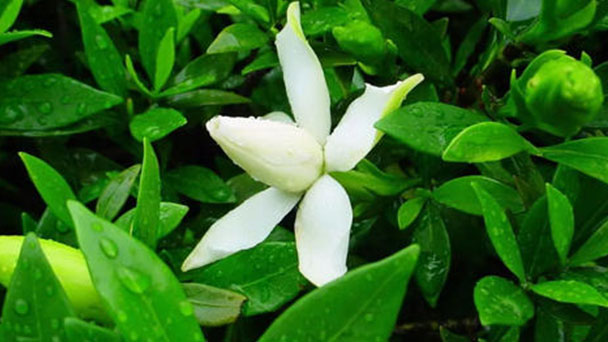 How to care for Cape Jasmine