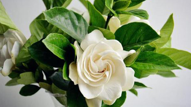 Tips for Cape Jasmine care