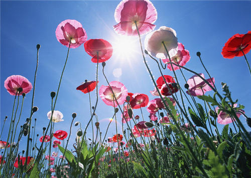 grow and care for Common poppy
