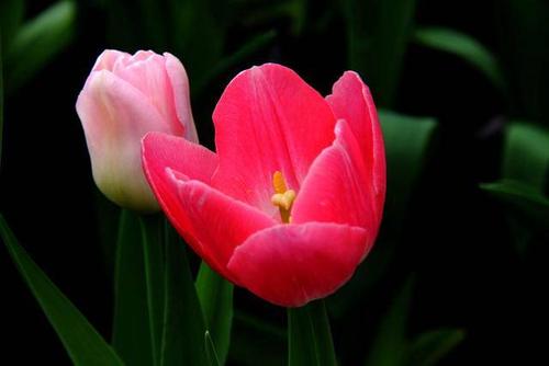 propagation method of Garden tulip