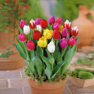 grow and care for Garden Tulip