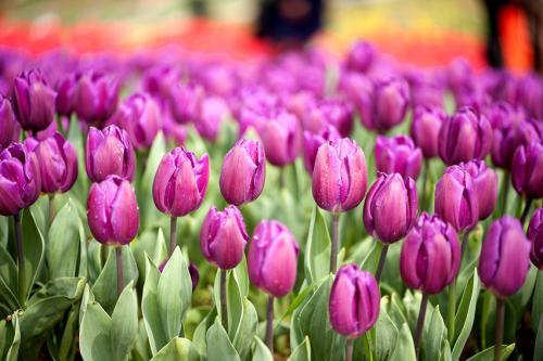 grow and care for Garden Tulip