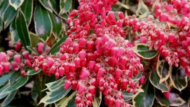 How to grow and care for Pieris japonica