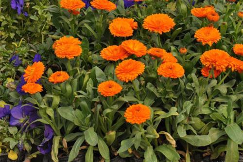 Autumn Flower - Pot Marigold