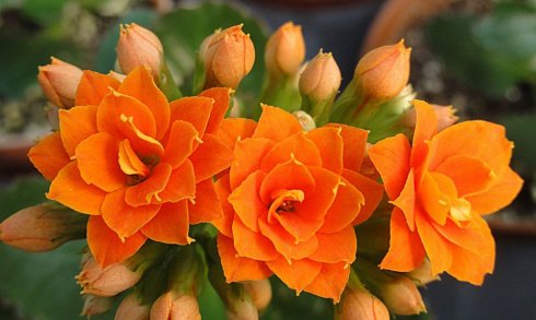 grow and care for Florist Kalanchoe