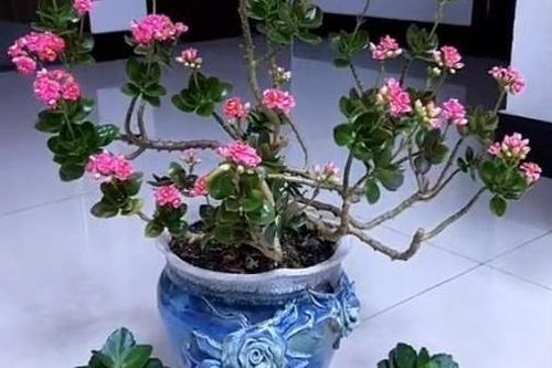 grow and care for Florist Kalanchoe