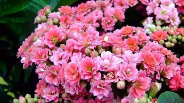 Guide to care for Florist Kalanchoe