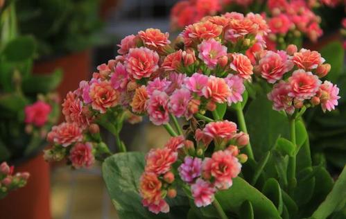  grow and care for Florist Kalanchoe