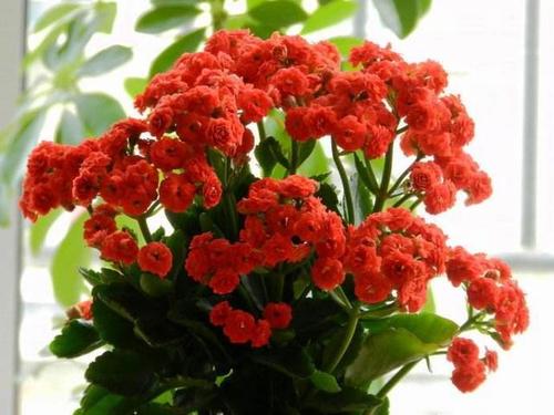  grow and care for Florist Kalanchoe