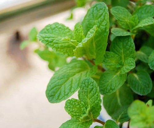 grow and care for mint