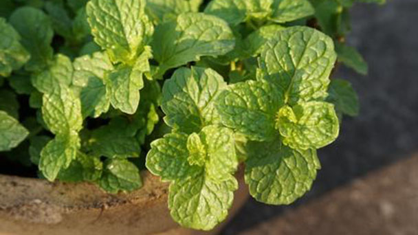 How to grow and care for mint