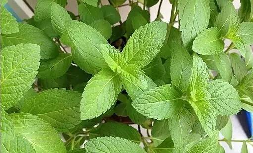 grow and care for mint 