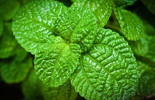 grow and care for mint 