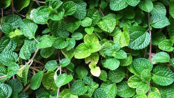 How to care for mint