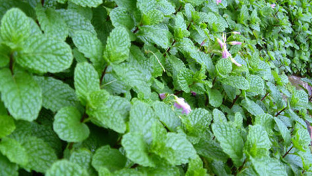 How to propagate mint
