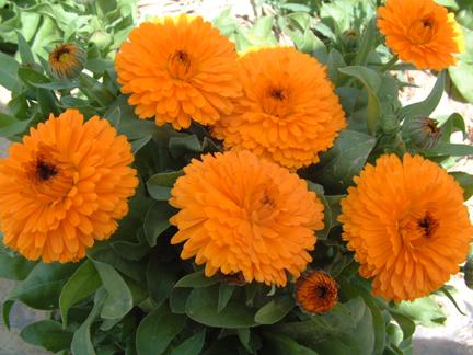 propagation methods of Pot marigold
