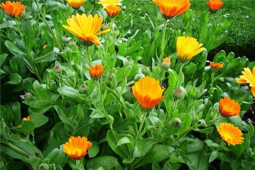 propagation methods of Pot marigold