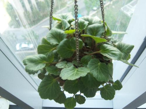 grow and care for Strawberry Begonia