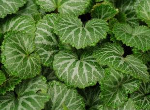 grow and care for Strawberry Begonia