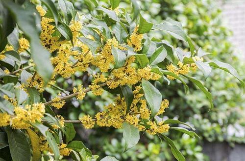  grow and care for the Sweet Osmanthus