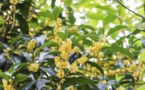  grow and care for the Sweet Osmanthus