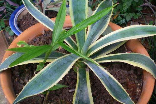 grow and care for Agave