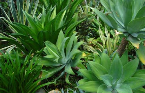 grow and care for Agave