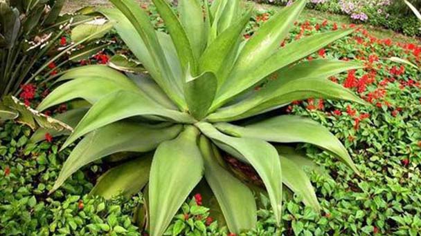 How to care for Agave